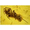 Image 2 : Baltic amber with preserved spider, approx. 44 million years old, from Kaliningrad, Russia.