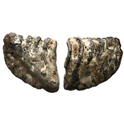 Woolly mammoth tooth, approx. 10,000 to 100,000 years old, found off the east coast of Florida.