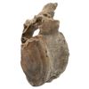 Image 1 : Large fossilized whale vertebra from the North Sea.