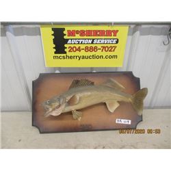 Mounted Pickeral Fish 24" Long