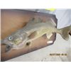 Image 2 : Mounted Pickeral Fish 24" Long