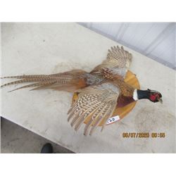 Mounted Male Pheasant