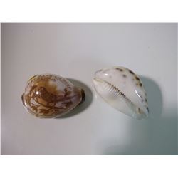 2 GREAT BARRIER REEF SHELLS