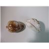 Image 1 : 2 GREAT BARRIER REEF SHELLS