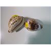 Image 2 : 2 GREAT BARRIER REEF SHELLS