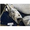 Image 2 : LOT OF METALLIC FISH