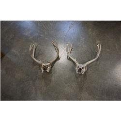 2 DEER SKULLS