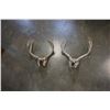 Image 1 : 2 DEER SKULLS
