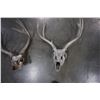 Image 2 : 2 DEER SKULLS