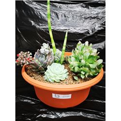 Mixed Succulent Container Garden