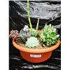 Image 1 : Mixed Succulent Container Garden