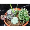 Image 2 : Mixed Succulent Container Garden