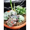Image 3 : Mixed Succulent Container Garden
