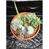 Image 4 : Mixed Succulent Container Garden