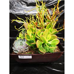 Mixed Succulent Container Garden