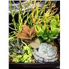 Image 3 : Mixed Succulent Container Garden