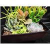 Image 4 : Mixed Succulent Container Garden