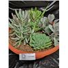 Image 1 : Mixed Succulent Container Garden