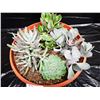 Image 2 : Mixed Succulent Container Garden