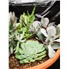 Image 3 : Mixed Succulent Container Garden