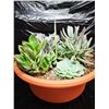 Image 4 : Mixed Succulent Container Garden