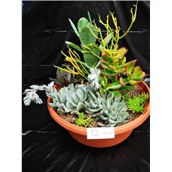 Mixed Succulent Container Garden