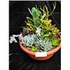 Image 1 : Mixed Succulent Container Garden