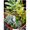 Image 2 : Mixed Succulent Container Garden