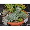 Image 3 : Mixed Succulent Container Garden