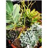 Image 4 : Mixed Succulent Container Garden