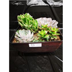 Mixed Succulent Container Garden