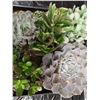 Image 2 : Mixed Succulent Container Garden