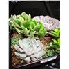 Image 3 : Mixed Succulent Container Garden