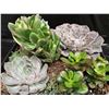 Image 4 : Mixed Succulent Container Garden