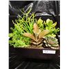 Image 1 : Mixed Succulent Container Garden