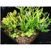 Image 4 : Mixed Succulent Container Garden