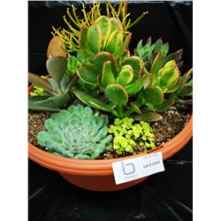 Mixed Succulent Container Garden