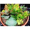 Image 2 : Mixed Succulent Container Garden