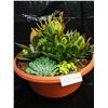 Image 3 : Mixed Succulent Container Garden