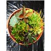 Image 4 : Mixed Succulent Container Garden