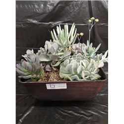 Mixed Succulent Container Garden