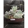 Image 1 : Mixed Succulent Container Garden