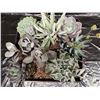 Image 3 : Mixed Succulent Container Garden