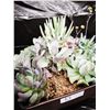 Image 4 : Mixed Succulent Container Garden