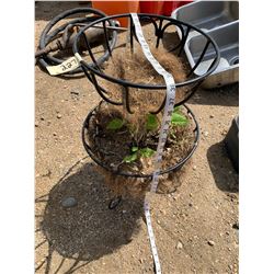 WIRE PLANT BASKET