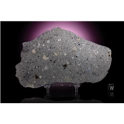 Northwest Africa (NWA) 8559 (Howardite) Meteorite