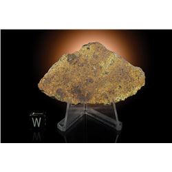 Northwest Africa NWA 11342 (Diogenite) Meteorite