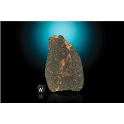 Northwest Africa (NWA) 5950 Meteorite [Provisional]