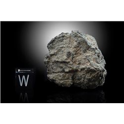 Northwest Africa (NWA) 11788 Lunar Meteorite