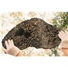 Image 3 : Brenham Meteorite Full Slice